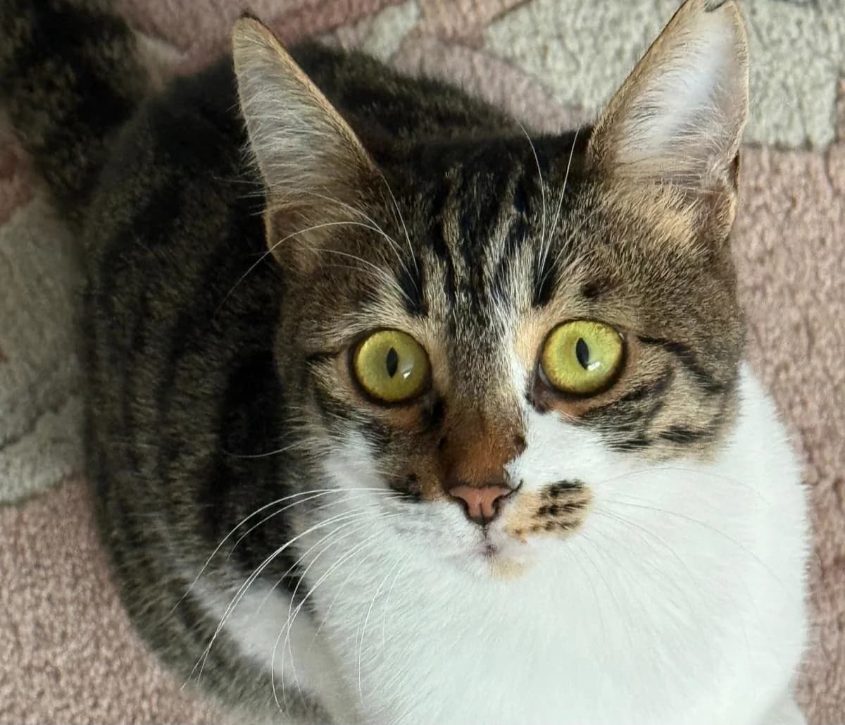 Olga, female 3yo Mixed Breed for adoption at Katzenhilfe Stuttgart e.V.