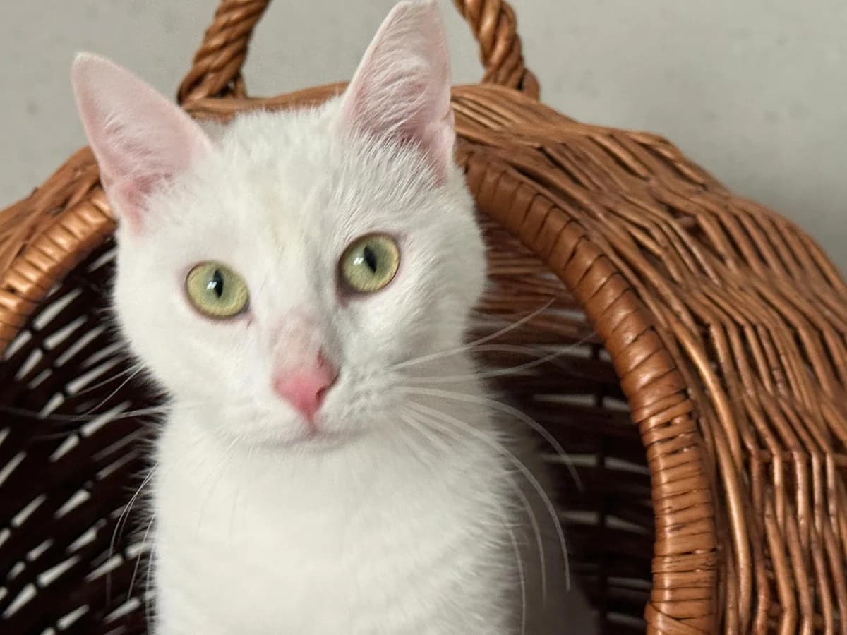 Flöckchen, female 3yo Mixed Breed for adoption at Katzenhilfe Stuttgart e.V.