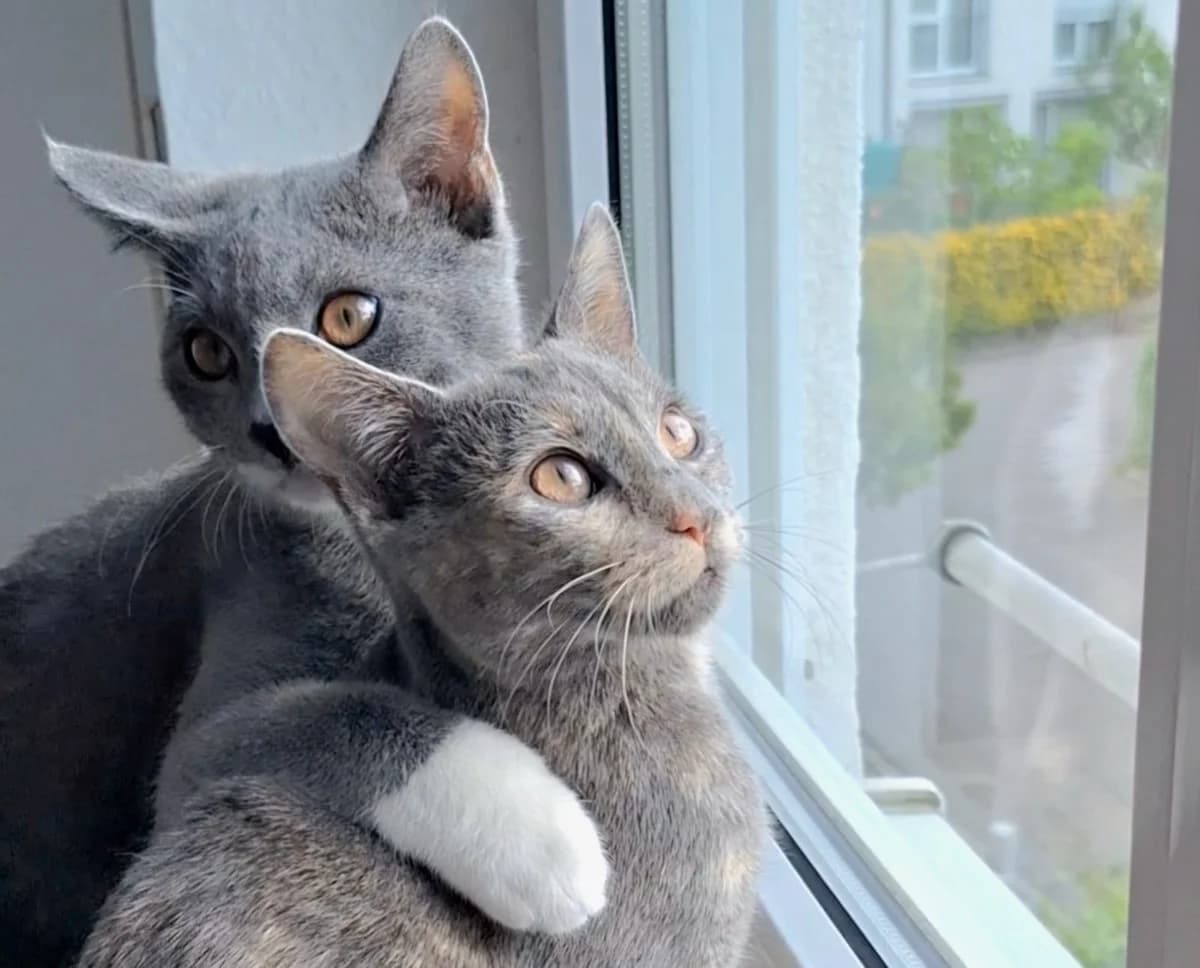 Luna und Coco,  young Mixed Breed for adoption at Katzenhilfe Stuttgart e.V.