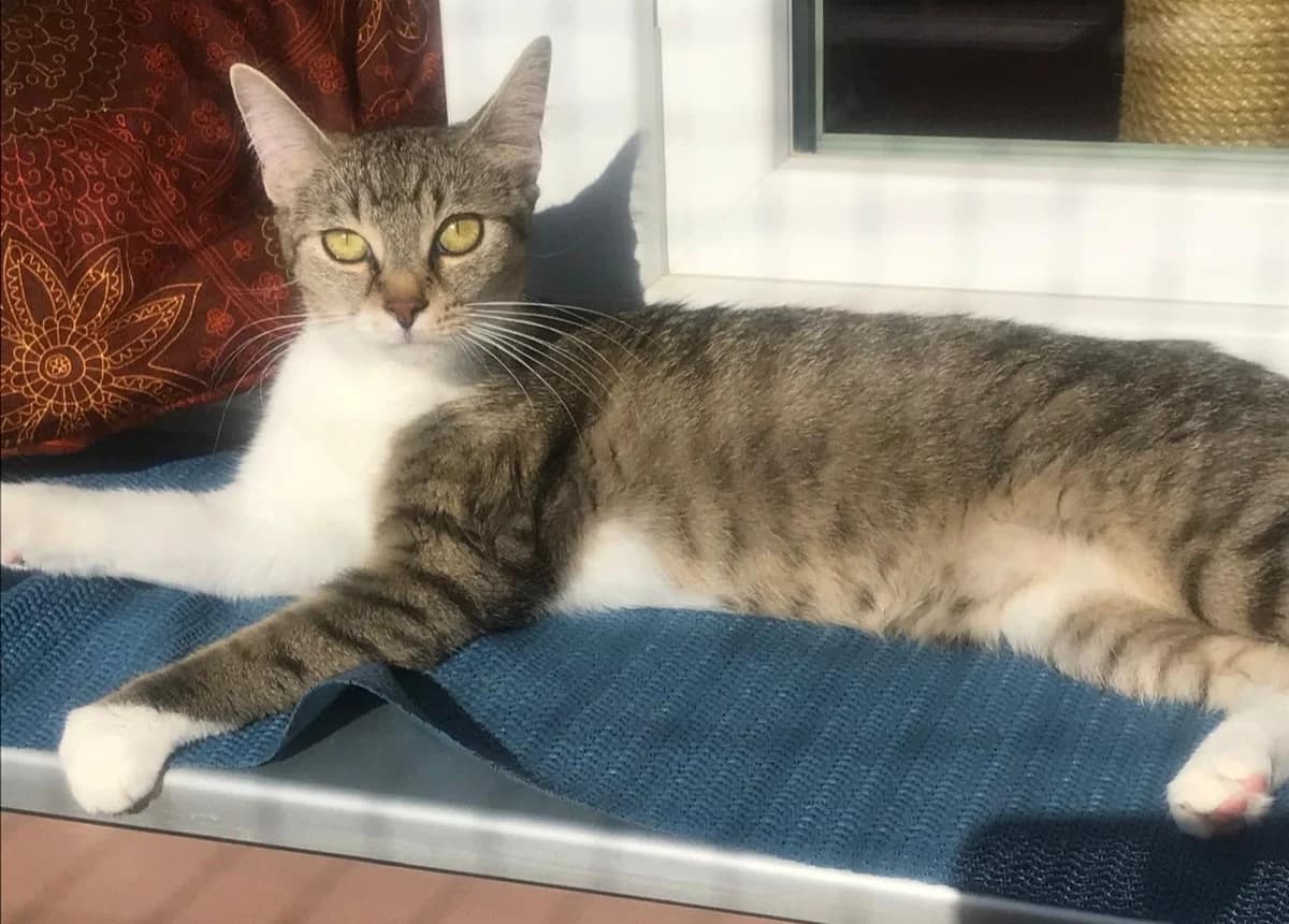 Kora, female 3yo Mixed Breed for adoption at Katzenhilfe Stuttgart e.V.