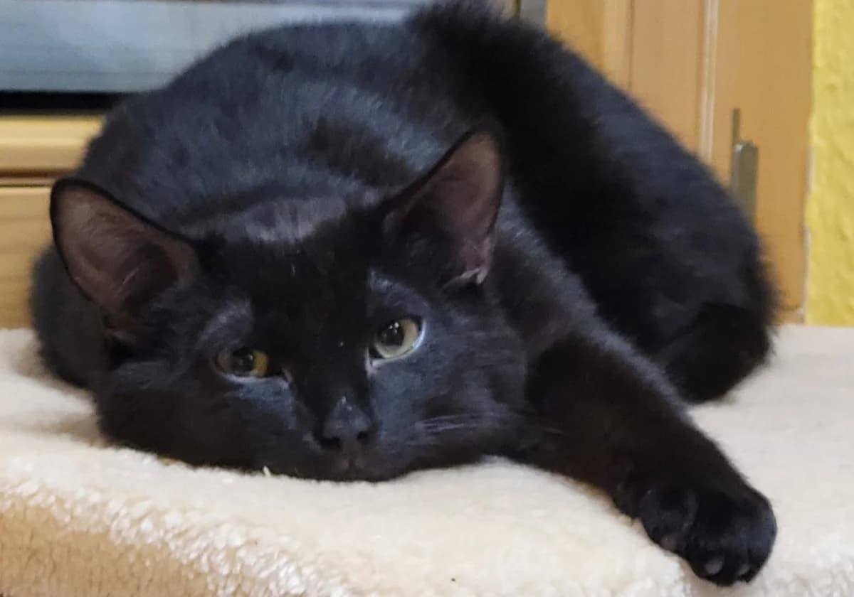 Mo, female 3yo Mixed Breed for adoption at Katzenhilfe Stuttgart e.V.