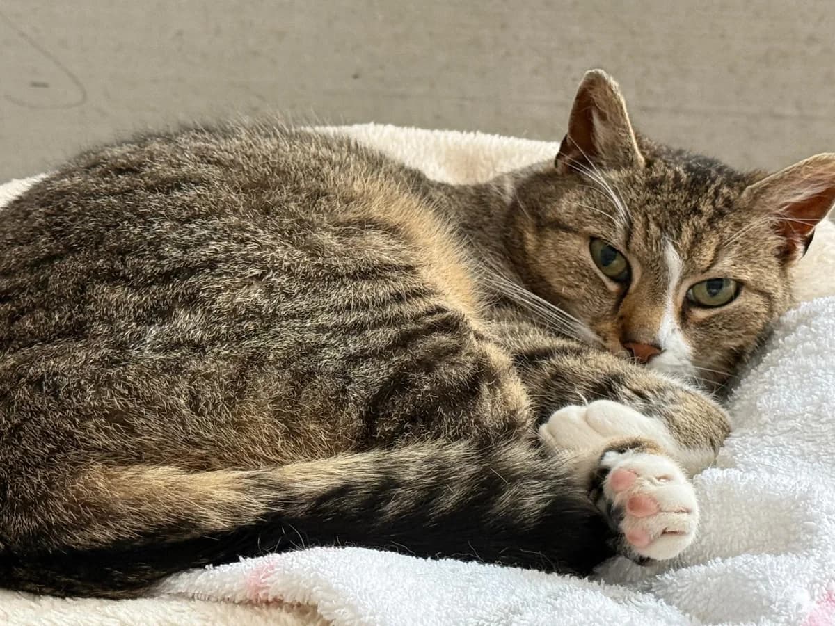 Didi, male senior Mixed Breed for adoption at Katzenhilfe Stuttgart e.V.