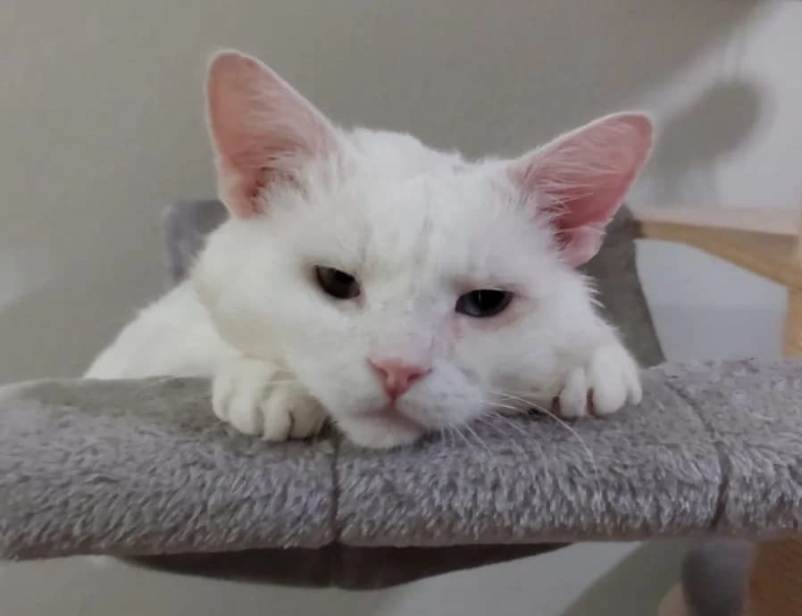 Fuchur, male 3yo Mixed Breed for adoption at Katzenhilfe Stuttgart e.V.