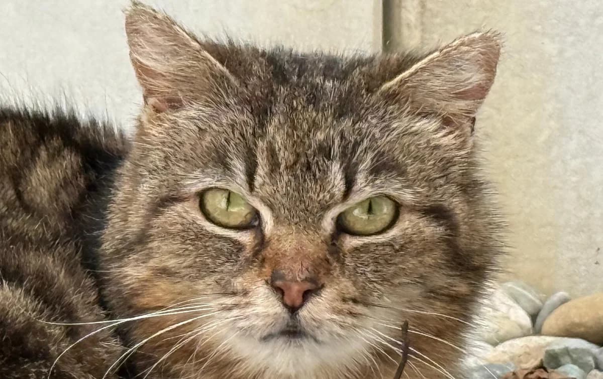 Marta, female senior Mixed Breed for adoption at Katzenhilfe Stuttgart e.V.