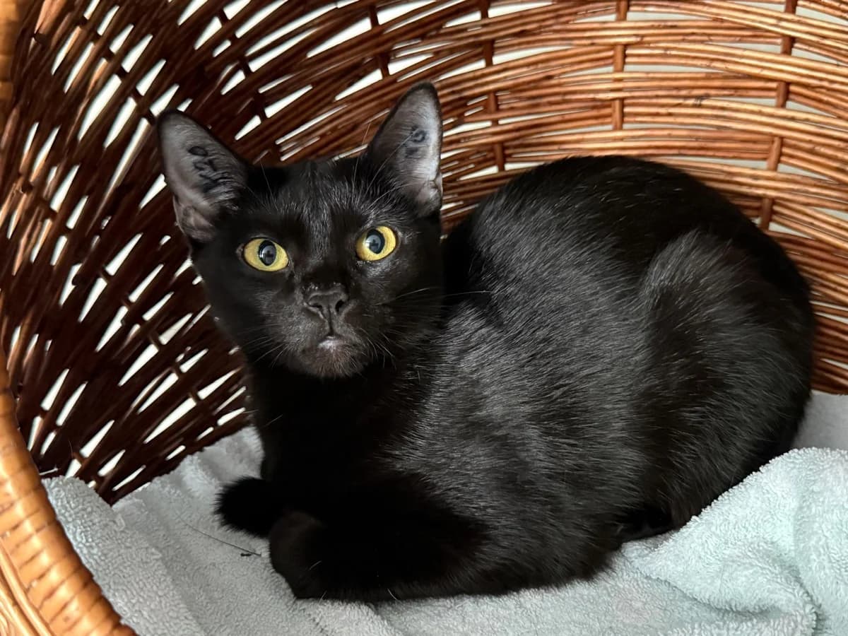Blacki, female 3yo Mixed Breed for adoption at Katzenhilfe Stuttgart e.V.