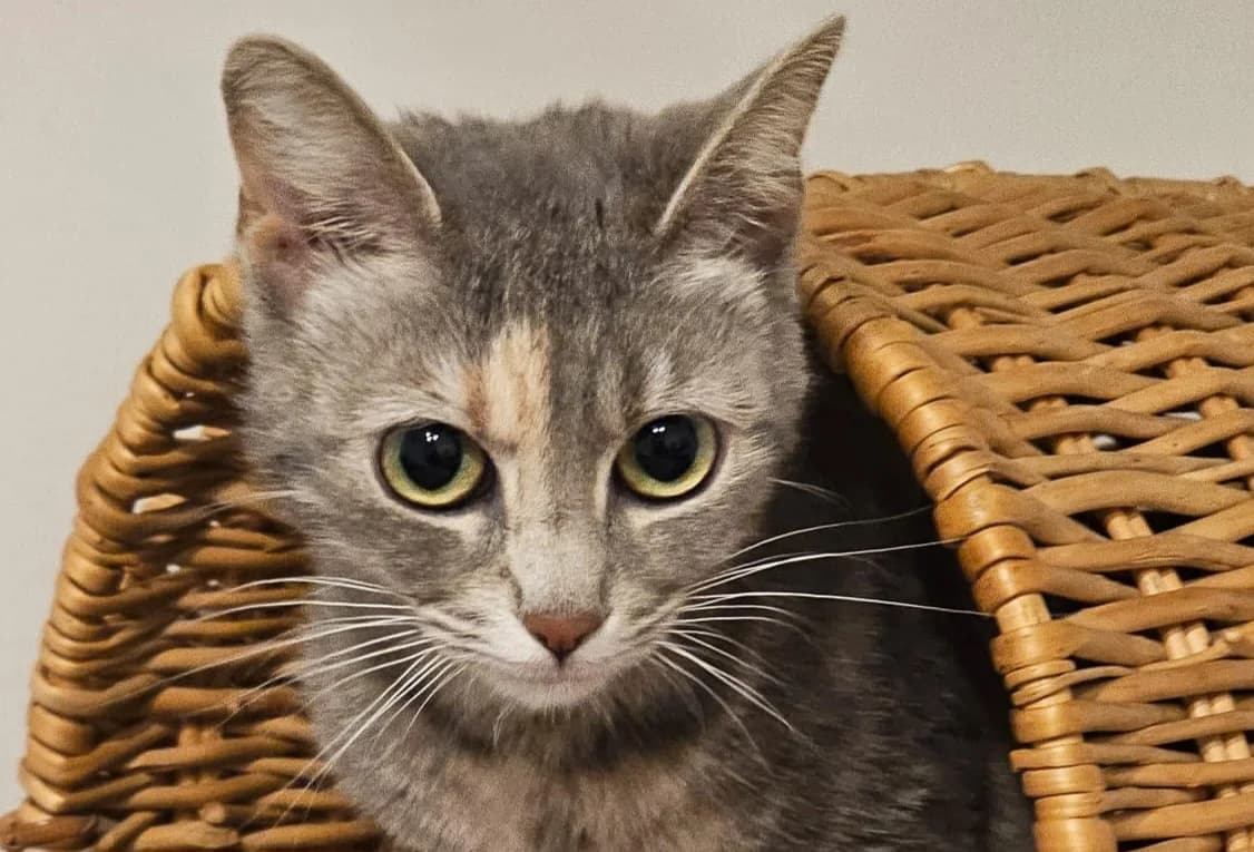 Sheila, female young Mixed Breed for adoption at Katzenhilfe Stuttgart e.V.
