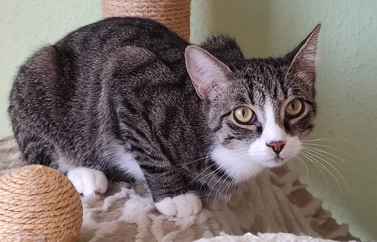 Georgie und Minko, male young Mixed Breed for adoption at Katzenhilfe Stuttgart e.V.