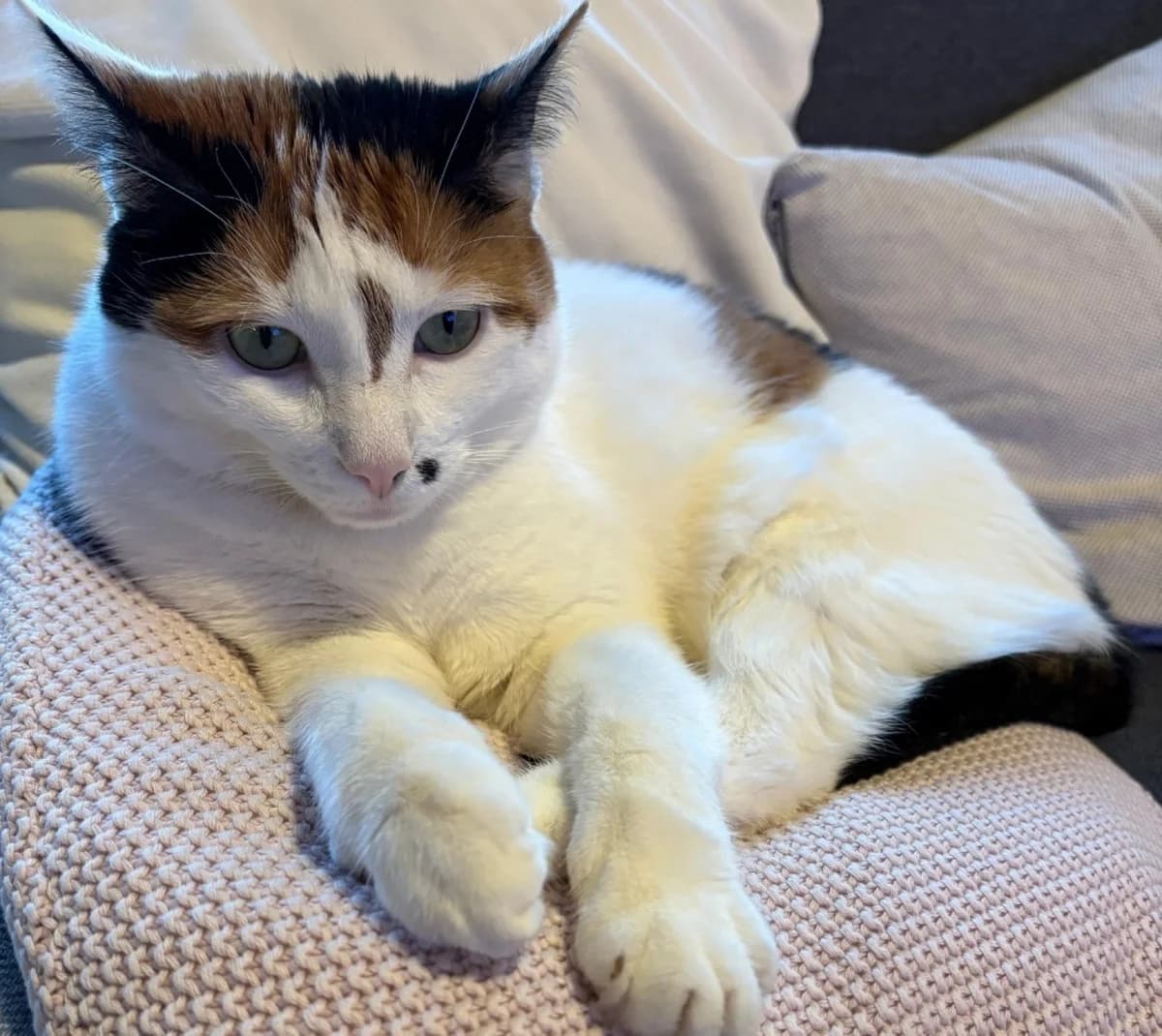 Mimi, female senior Mixed Breed for adoption at Katzenhilfe Stuttgart e.V.