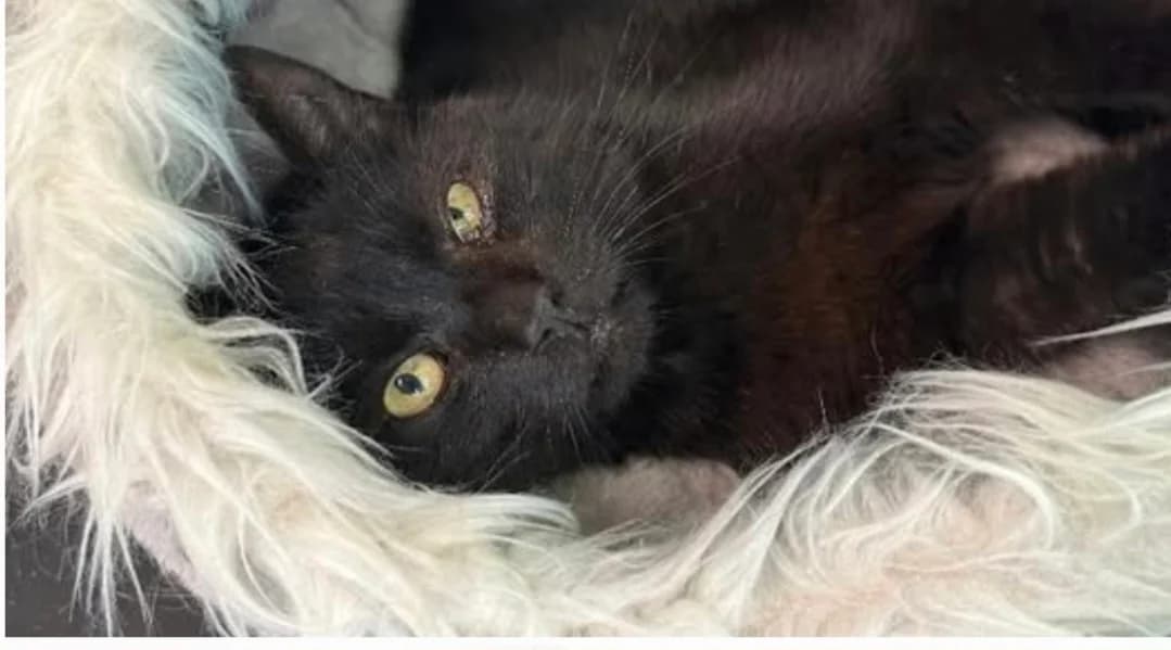 Karl, male senior Mixed Breed for adoption at Katzenhilfe Stuttgart e.V.