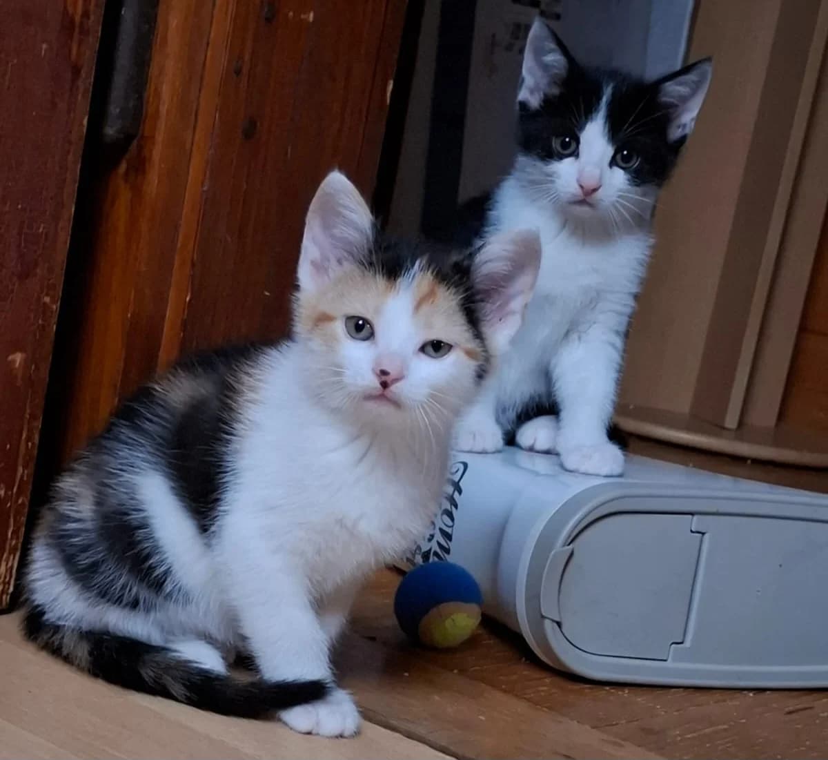 Morla und Simba,  young Mixed Breed for adoption at Katzenhilfe Stuttgart e.V.