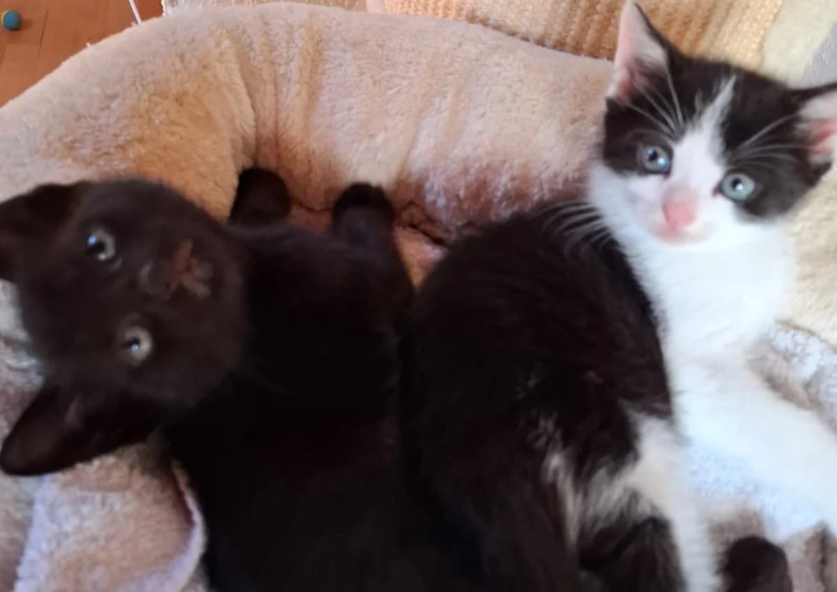 Tommy und Mikesch, male young Mixed Breed for adoption at Katzenhilfe Stuttgart e.V.