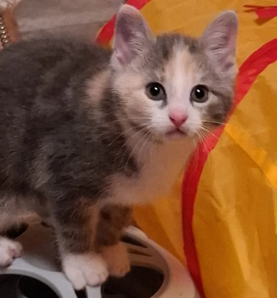 Mira und Davina, female young Mixed Breed for adoption at Katzenhilfe Stuttgart e.V.