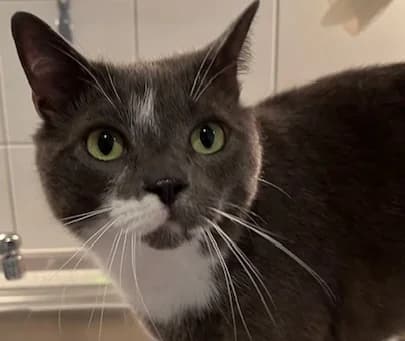 Rana, weiß female 3yo Mixed Breed for adoption at Katzenhilfe Stuttgart e.V.