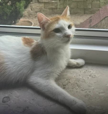 Vroni, female 3yo Mixed Breed for adoption at Katzenhilfe Stuttgart e.V.