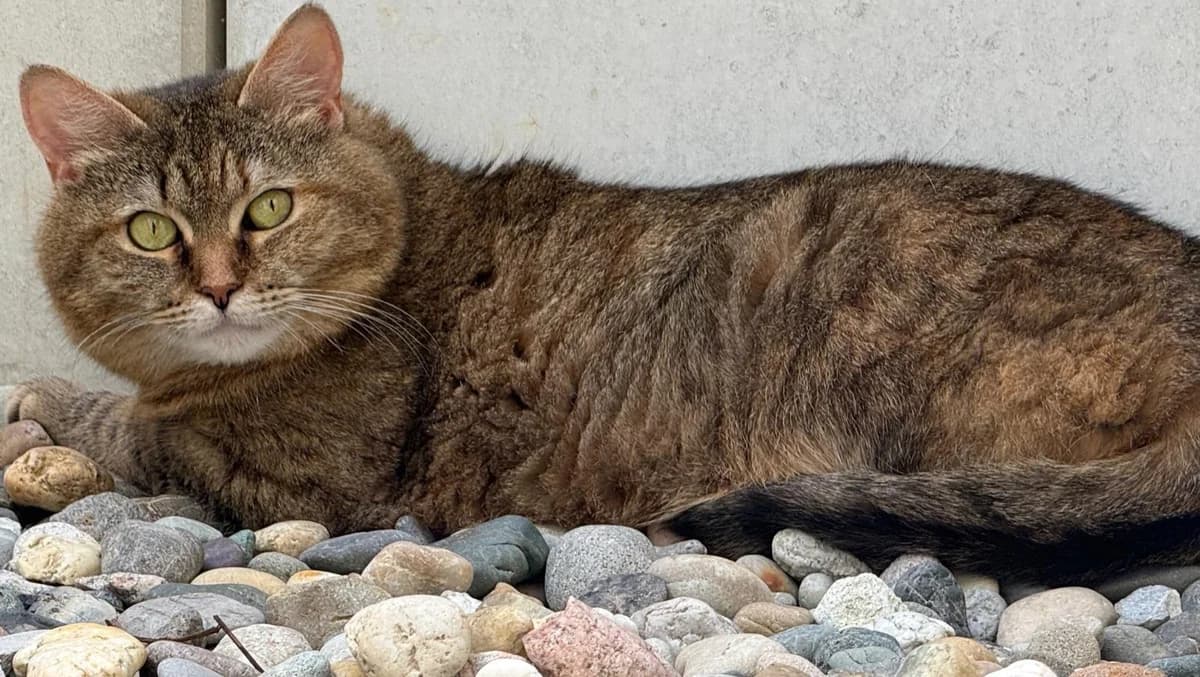 Puma, female 3yo Mixed Breed for adoption at Katzenhilfe Stuttgart e.V.