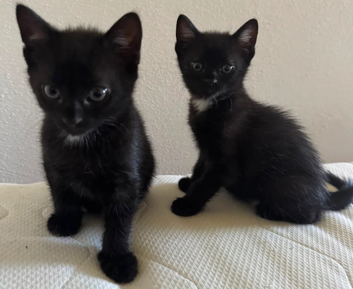 Olly und Ozzy, schwarz male young Mixed Breed for adoption at Katzenhilfe Stuttgart e.V.