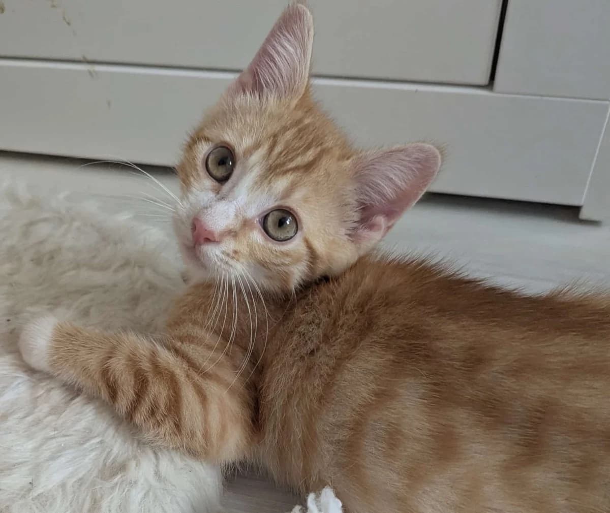 Charlie und seine Brüder, male young Mixed Breed for adoption at Katzenhilfe Stuttgart e.V.