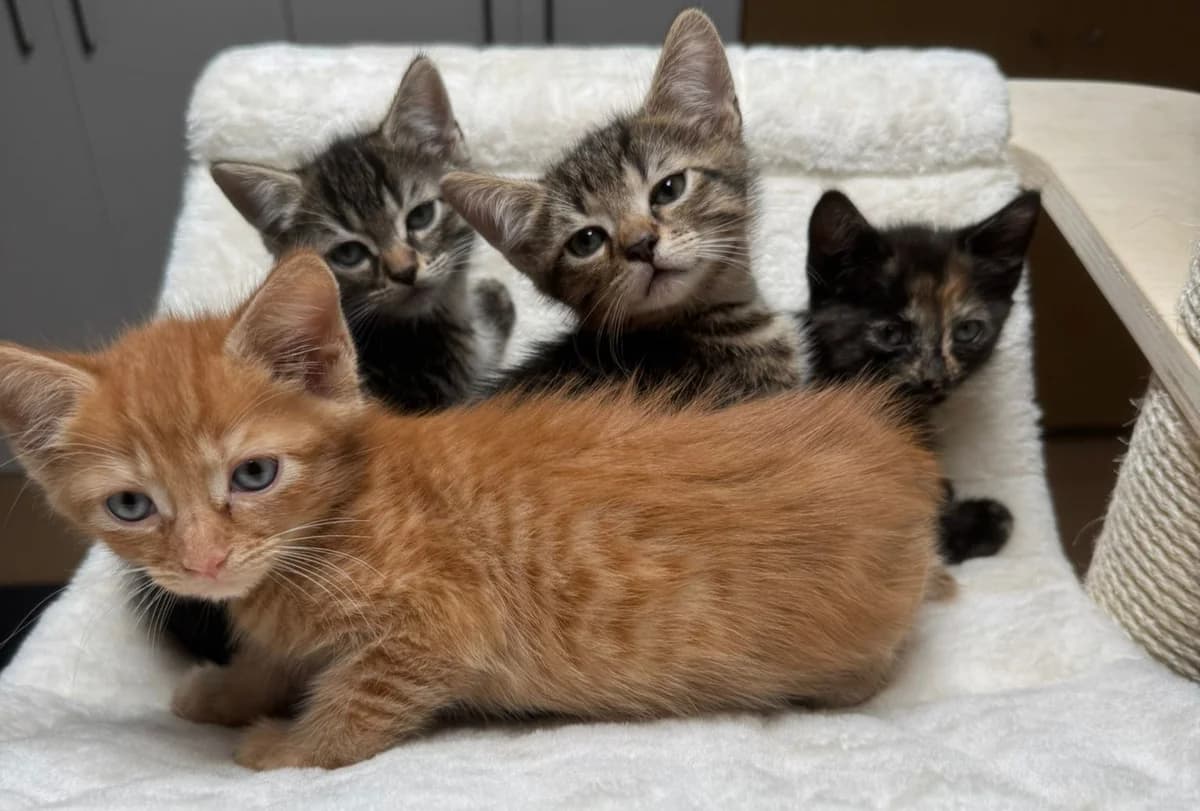 Eine besondere Katzenfamilie, schwarz  Mixed Breed for adoption at Katzenhilfe Stuttgart e.V.