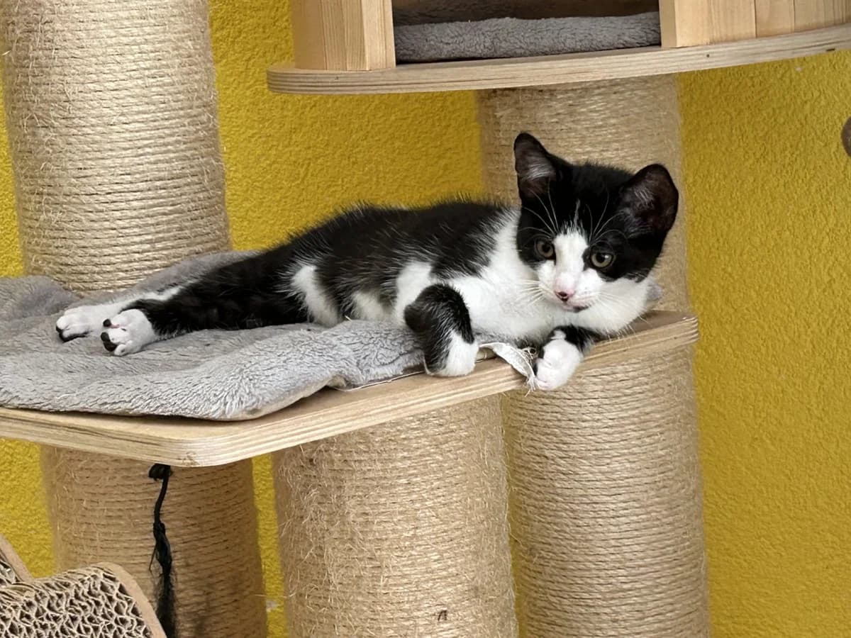 Mara und Miko,  young Mixed Breed for adoption at Katzenhilfe Stuttgart e.V.
