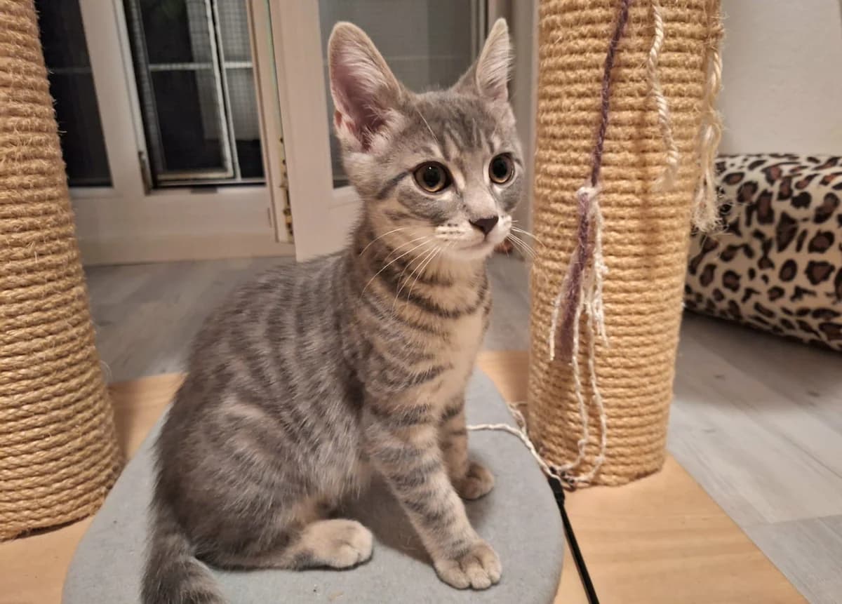 Nayel, male Mixed Breed for adoption at Katzenhilfe Stuttgart e.V.