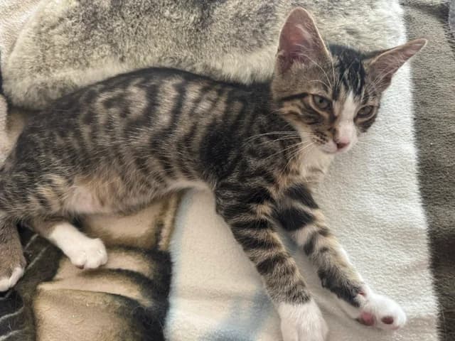 Monchi und seine Freunde,  Mixed Breed for adoption at Katzenhilfe Stuttgart e.V.