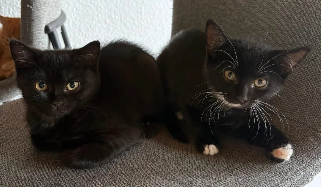Malou und Senna, schwarz female Mixed Breed for adoption at Katzenhilfe Stuttgart e.V.