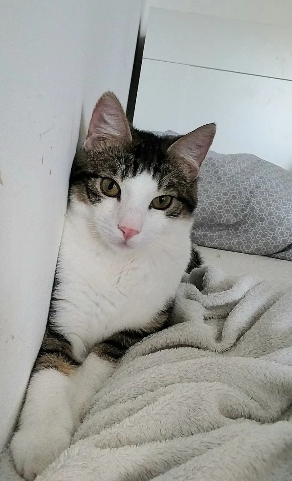 Pierre und Claire, female Mixed Breed for adoption at Katzenhilfe Ulm e.V., Ulm