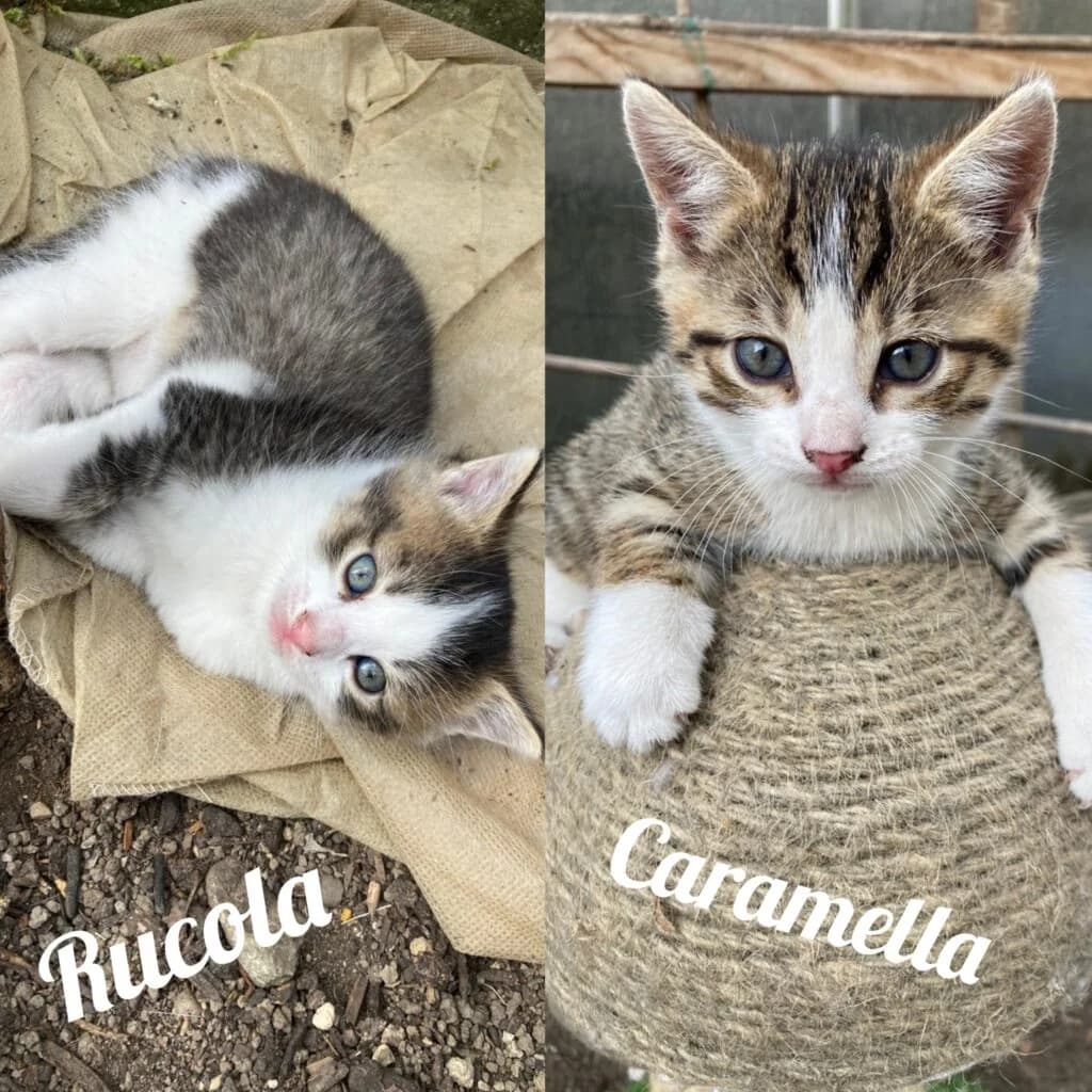 Rucola und Caramella, female Mixed Breed for adoption at Katzenhilfe Ulm e.V., Ulm