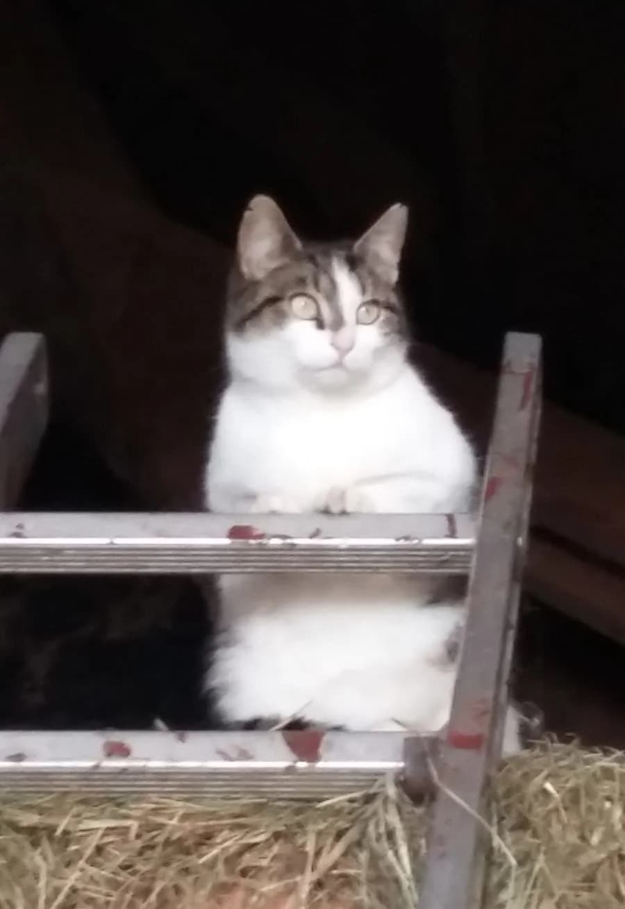 Fauchi, male Mixed Breed for adoption at Katzenhilfe Ulm e.V., Ulm