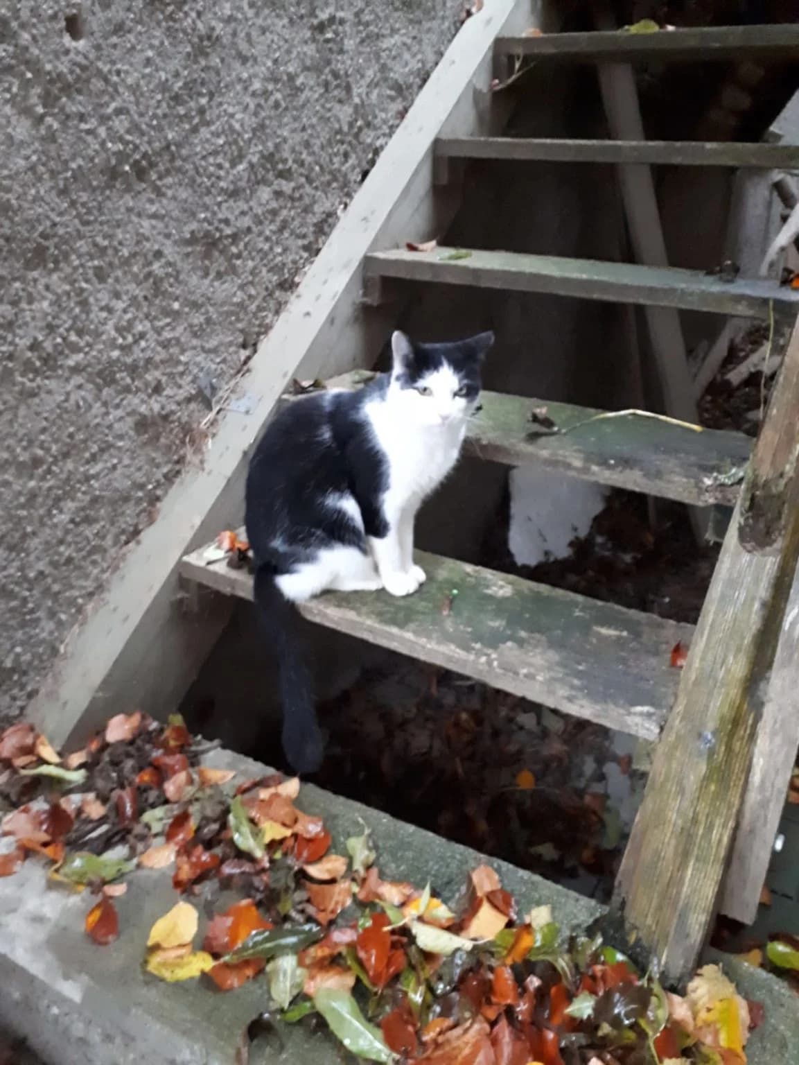 Balou, female Mixed Breed for adoption at Katzenhilfe Ulm e.V., Ulm