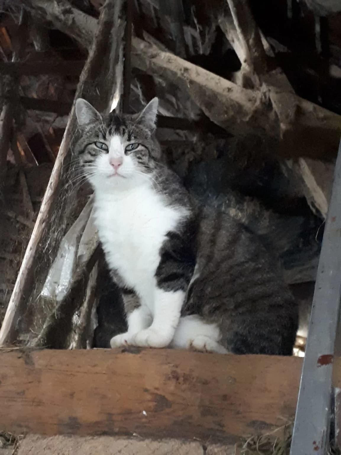 Seppi, male Mixed Breed for adoption at Katzenhilfe Ulm e.V., Ulm