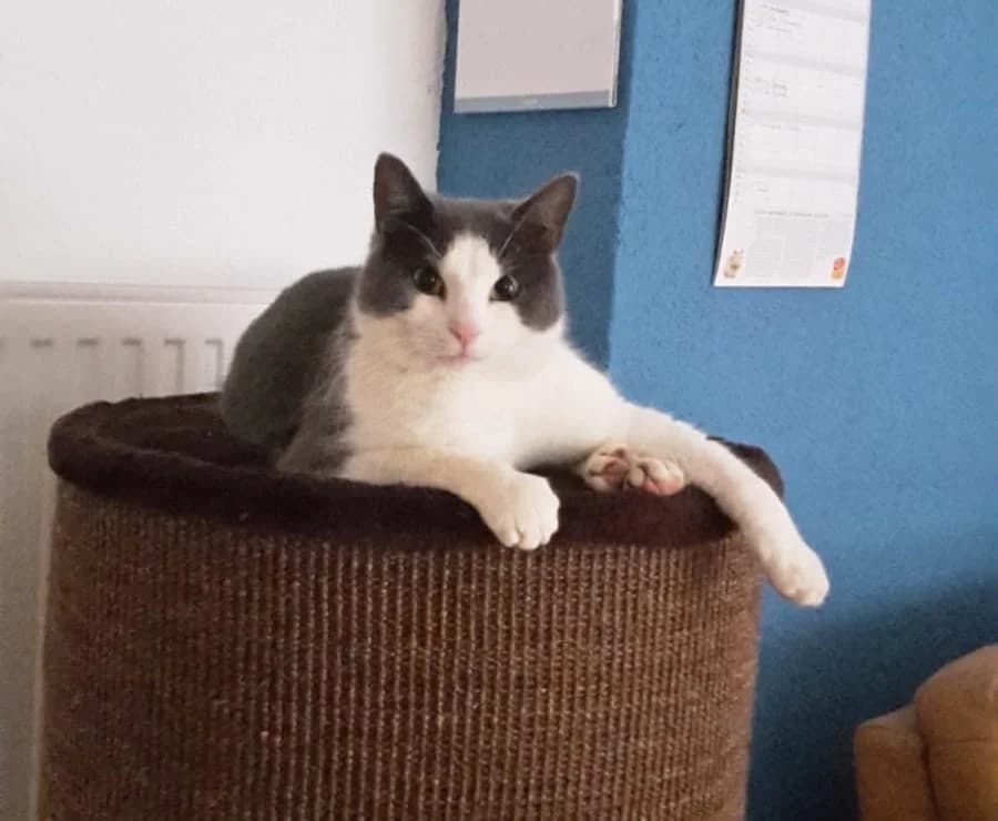 Orion, male Mixed Breed for adoption at Katzenhilfe Ulm e.V., Ulm