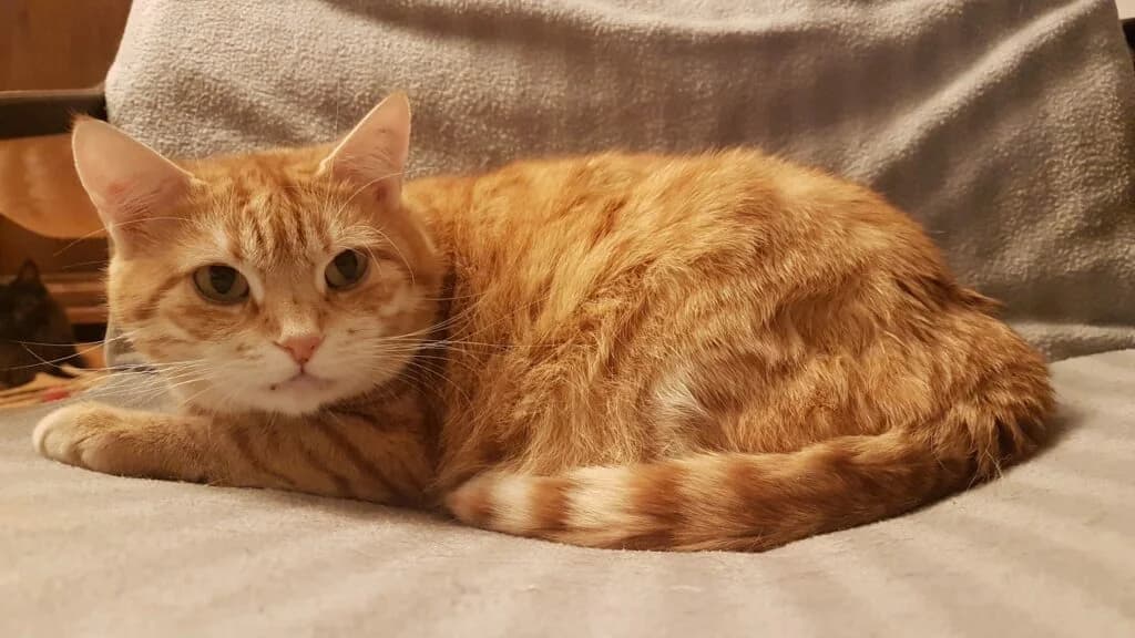 Betty,  senior Mixed Breed for adoption at Katzenhilfe Ulm e.V., Ulm