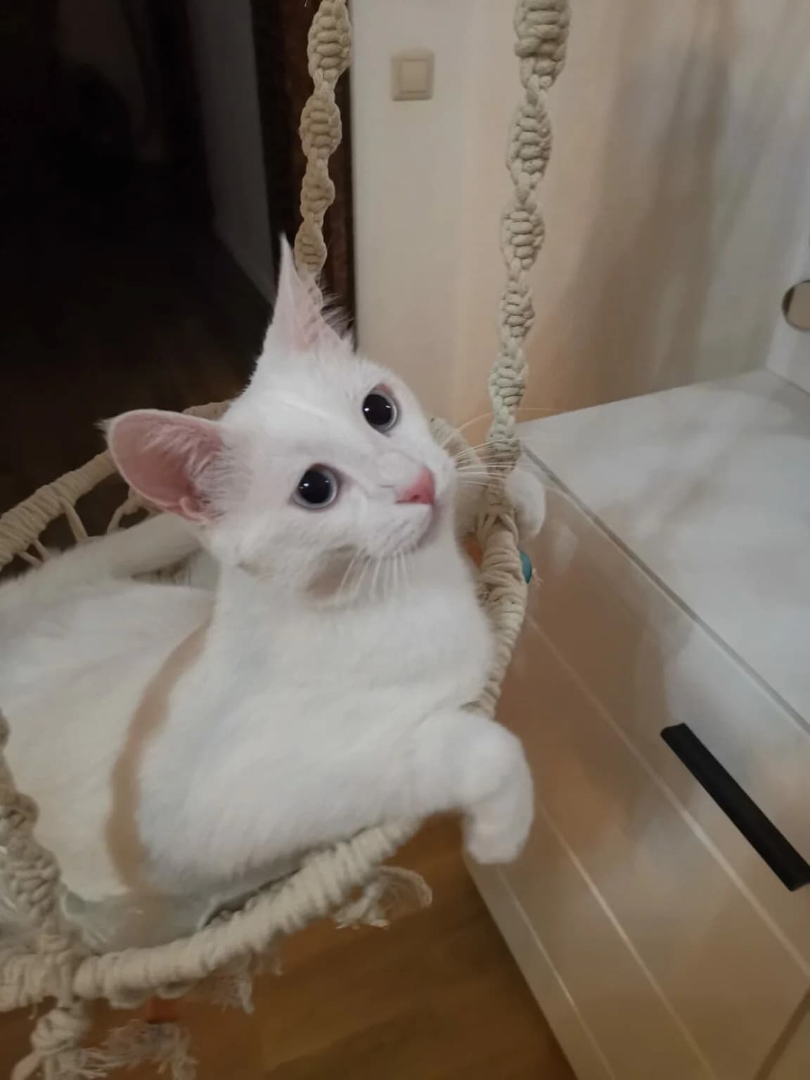 Notfellchen: Mavi, weiß male Mixed Breed for adoption at Katzenhilfe Ulm e.V., Ulm