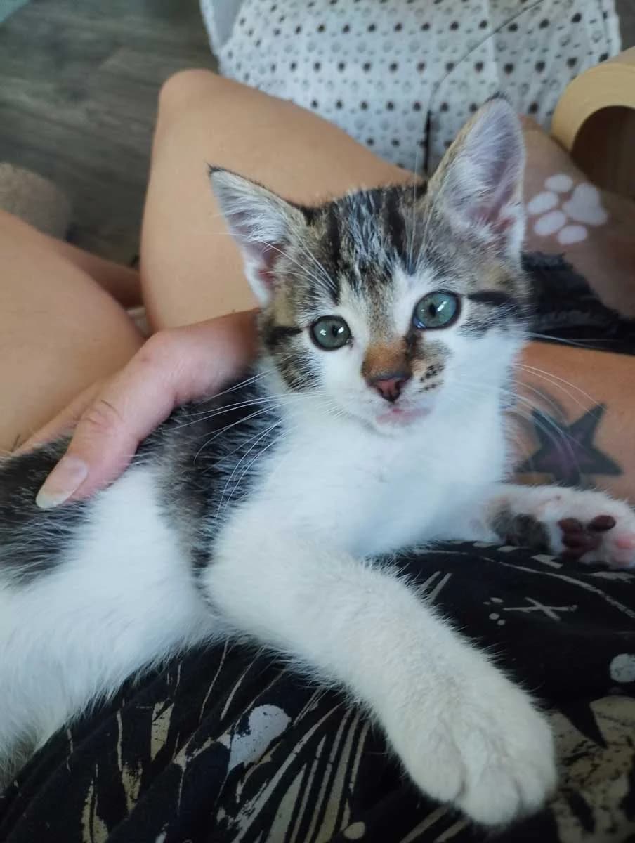 Bumblebee, female Mixed Breed for adoption at Katzenhilfe Ulm e.V., Ulm