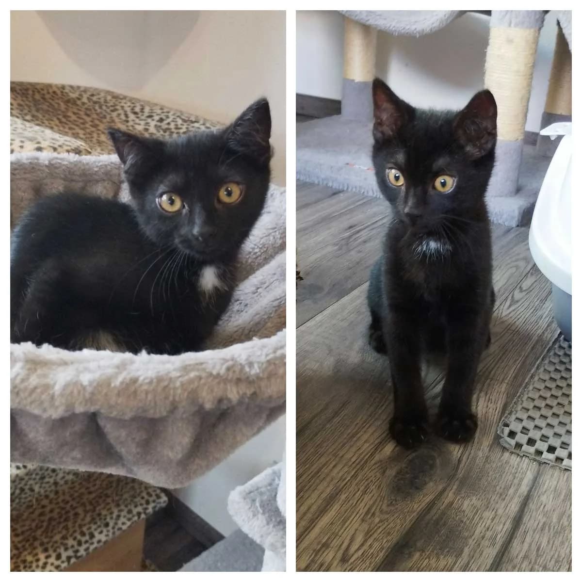 Mokka und Macchiato, weiß female Mixed Breed for adoption at Katzenhilfe Ulm e.V., Ulm