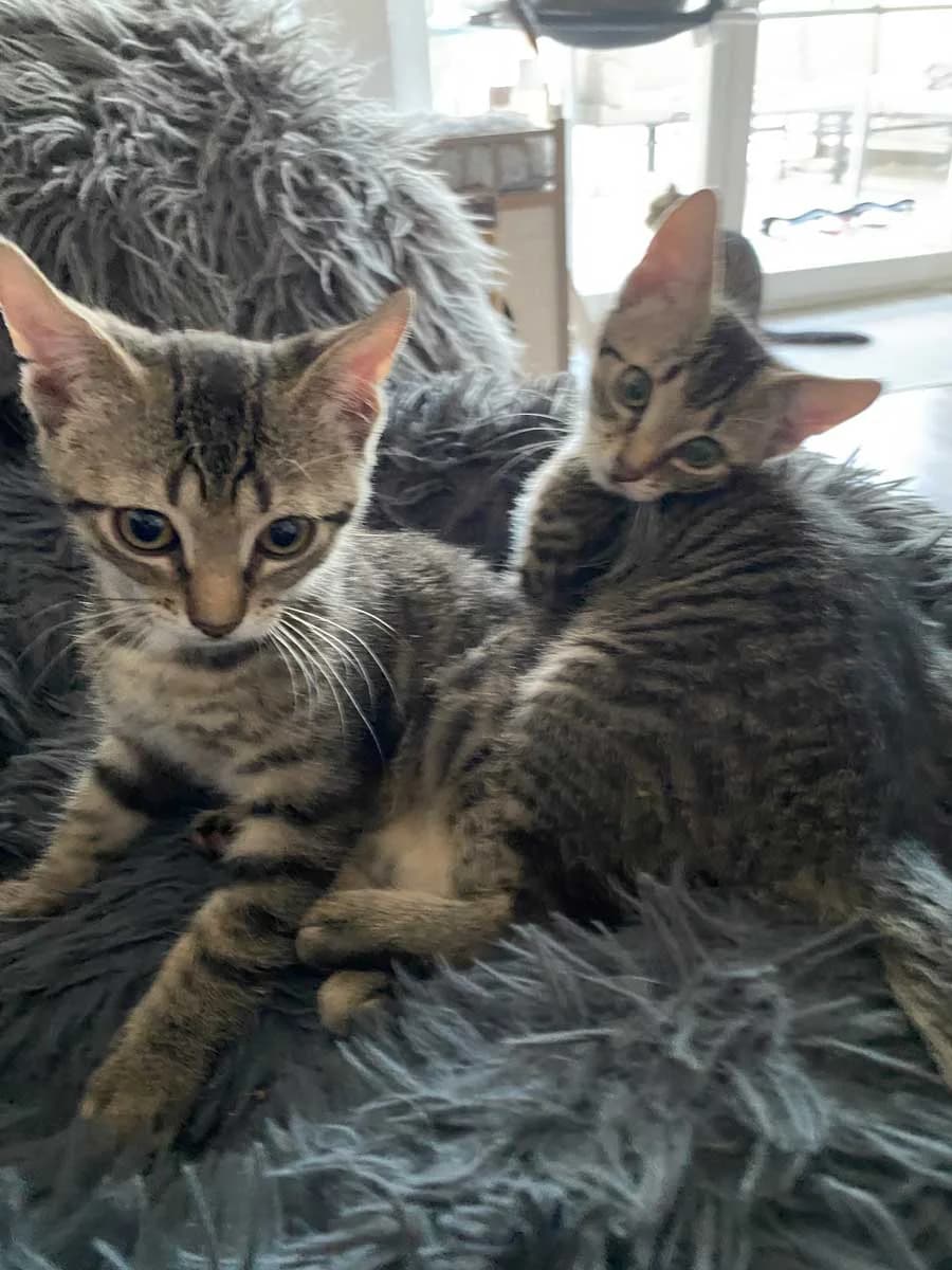 Balu und Bobby, female young Mixed Breed for adoption at Katzenhilfe Ulm e.V., Ulm