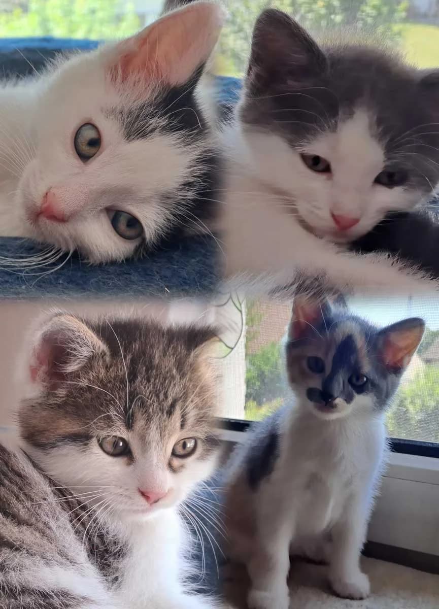 Katzenmädel, female Mixed Breed for adoption at Katzenhilfe Ulm e.V., Ulm