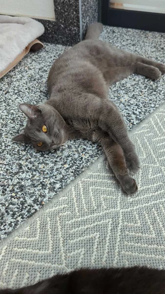 Sandro, female Mixed Breed for adoption at Katzenhilfe Ulm e.V., Ulm