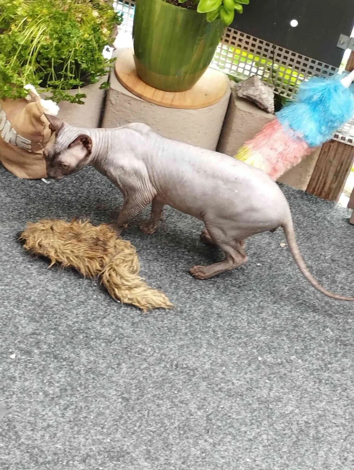 Loki, female Mixed Breed for adoption at Katzenhilfe Ulm e.V., Ulm