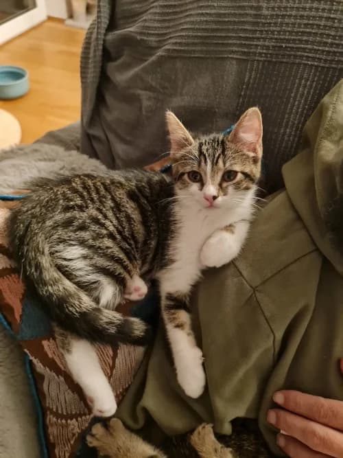 Klausi, female Mixed Breed for adoption at Katzenhilfe Ulm e.V., Ulm