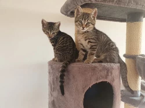 Tyson und Simba, female Mixed Breed for adoption at Katzenhilfe Ulm e.V., Ulm