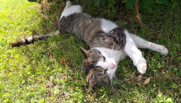 Gizmo und Findus, male Mixed Breed for adoption at Katzenhilfe Ulm e.V., Ulm