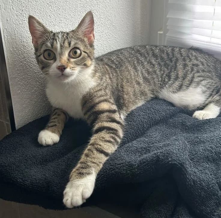 Bampi und Popcorn, male Mixed Breed for adoption at Katzenhilfe Ulm e.V., Ulm