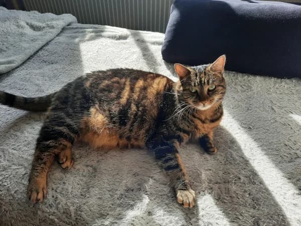 Trixi, female Mixed Breed for adoption at Katzenhilfe Ulm e.V., Ulm