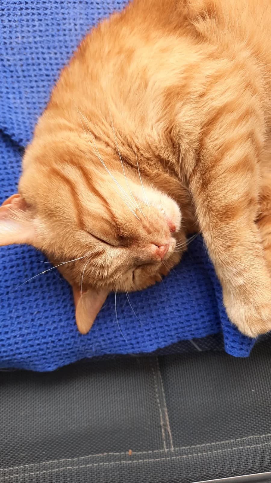 Bobby, male Mixed Breed for adoption at Katzenhilfe Ulm e.V., Ulm