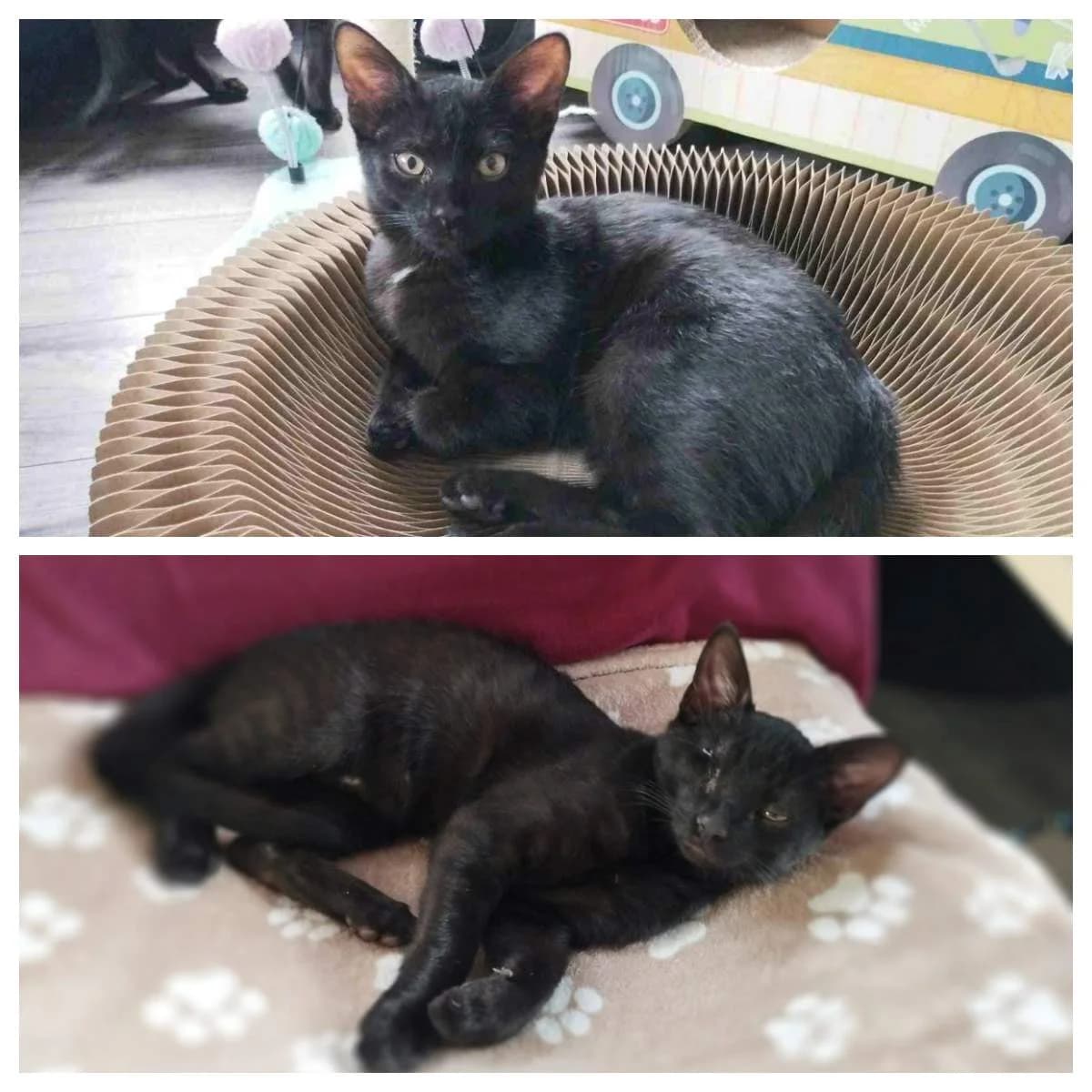 Rocket und Groot, Mixed Breed (Katzenhilfe Ulm e.V.)