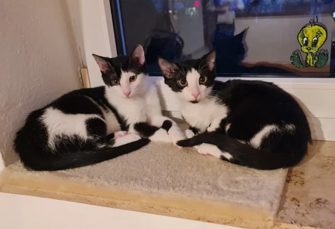 Pongo, Lucky und Penny, schwarz male Mixed Breed for adoption at Katzenhilfe Ulm e.V., Ulm
