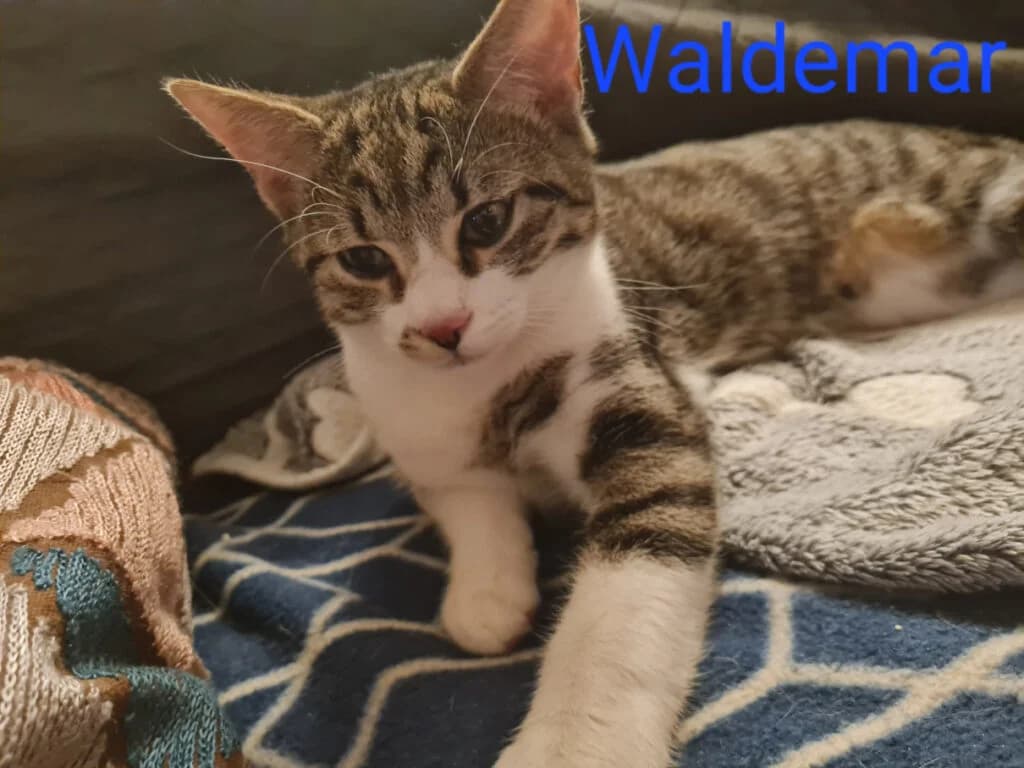 Vier Rabauken, schwarz female puppy Mixed Breed for adoption at Katzenhilfe Ulm e.V., Ulm