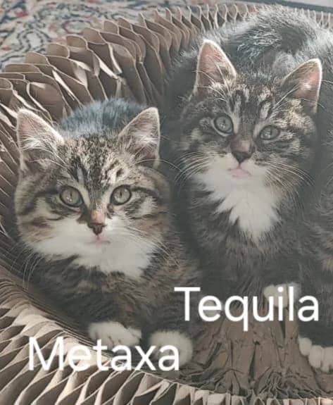 Metaxa und Tequila, getigert female Mixed Breed for adoption at Katzenhilfe Ulm e.V., Ulm